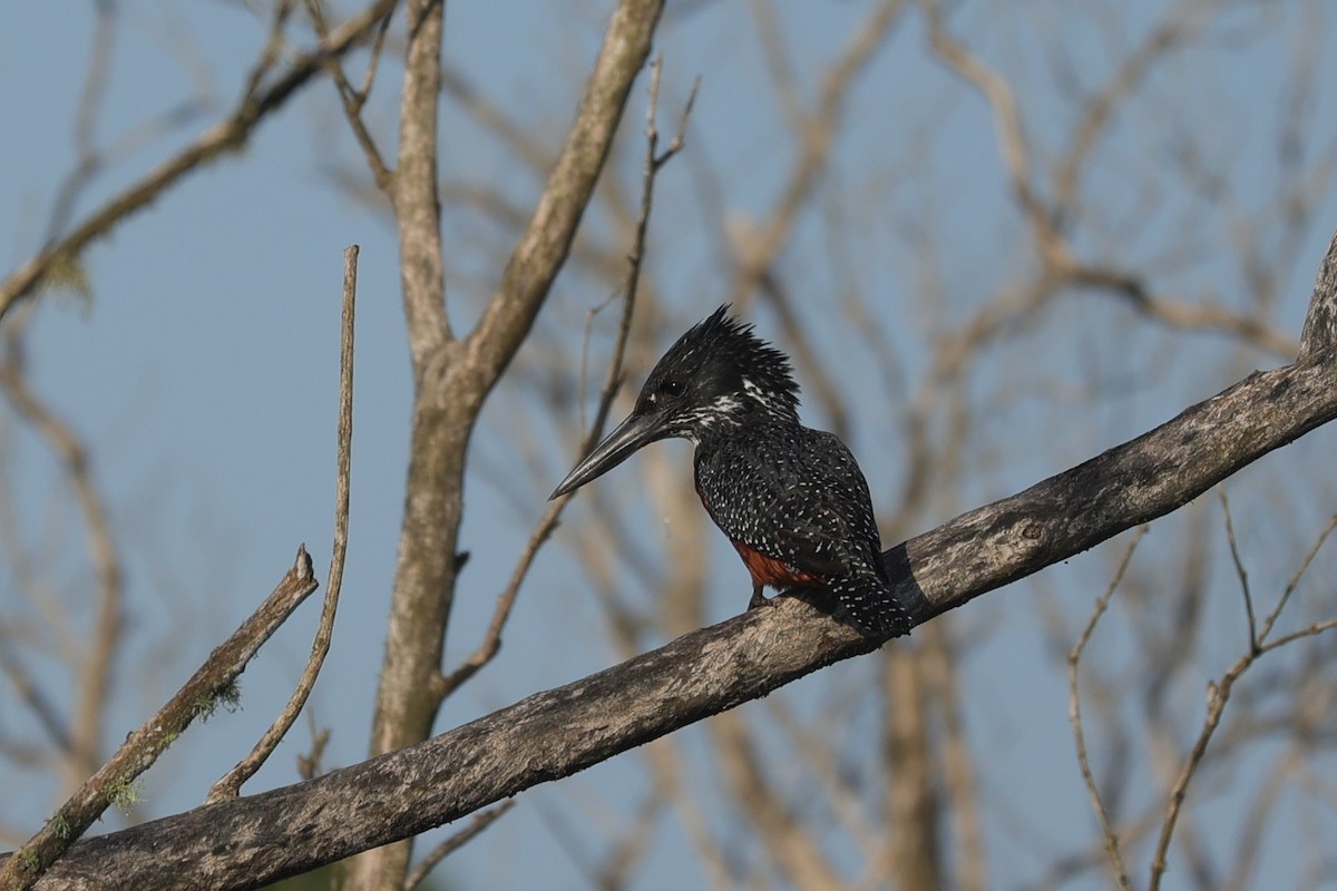 Riesenfischer - ML646896666