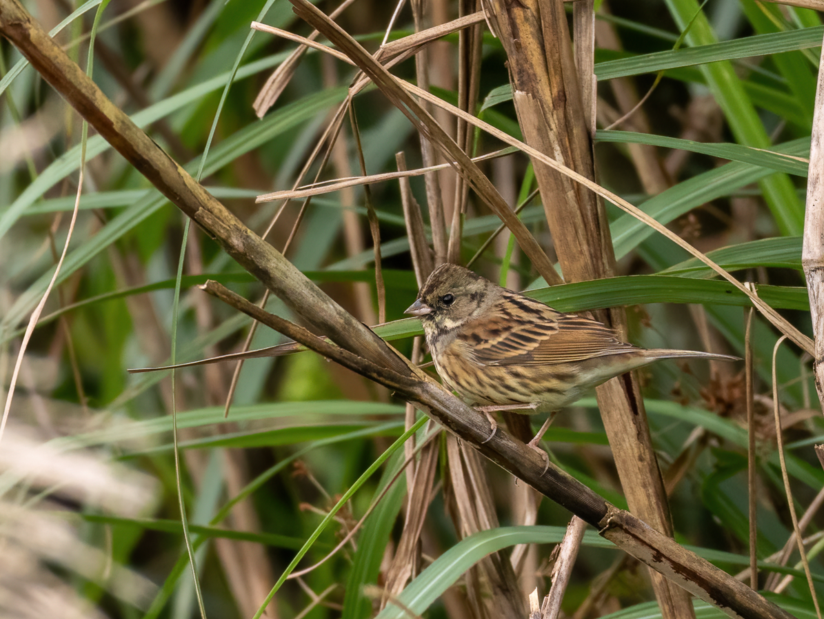 Вівсянка сибірська - ML646896670