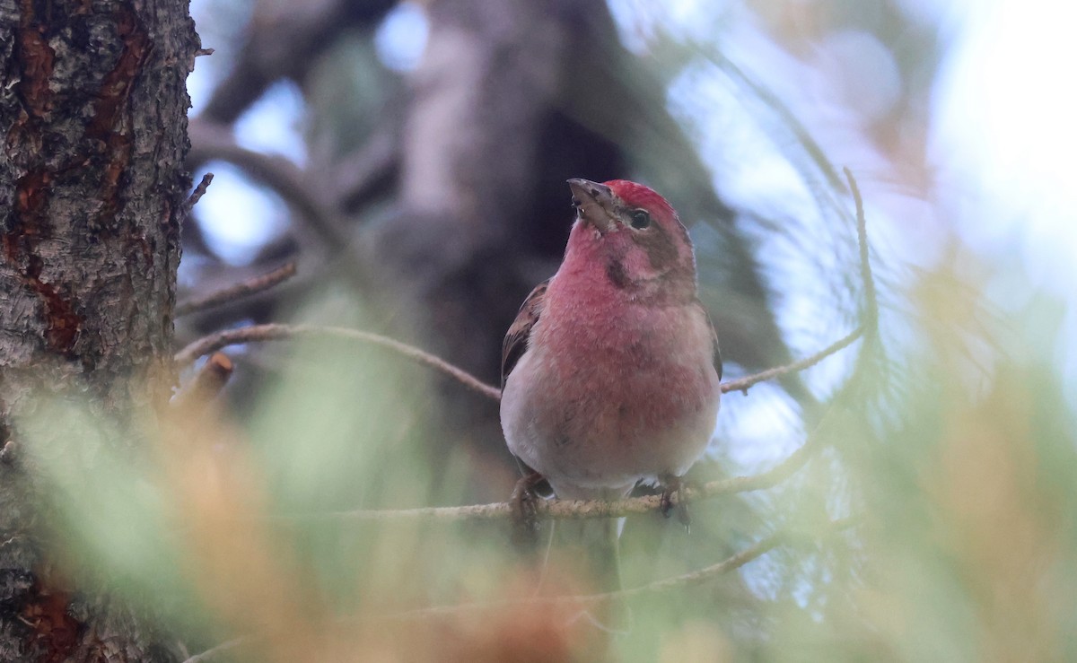 Camachuelo de Cassin - ML646896675