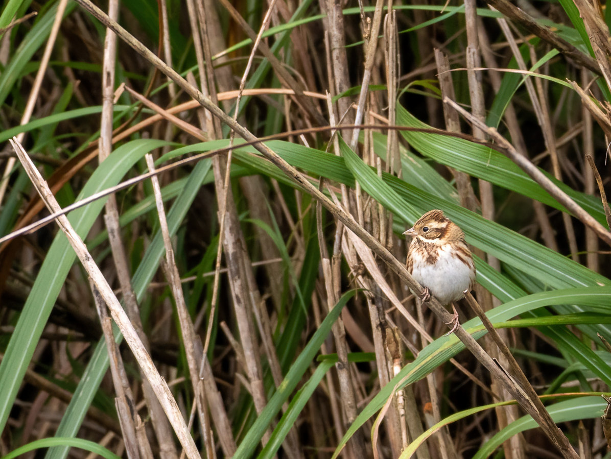 Вівсянка-ремез - ML646896677