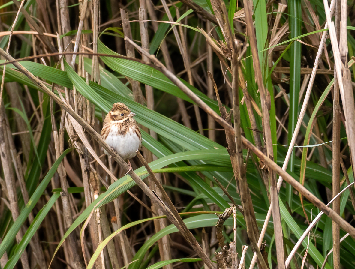 Вівсянка-ремез - ML646896678