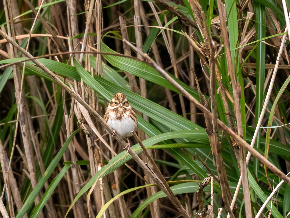 Вівсянка-ремез - ML646896679