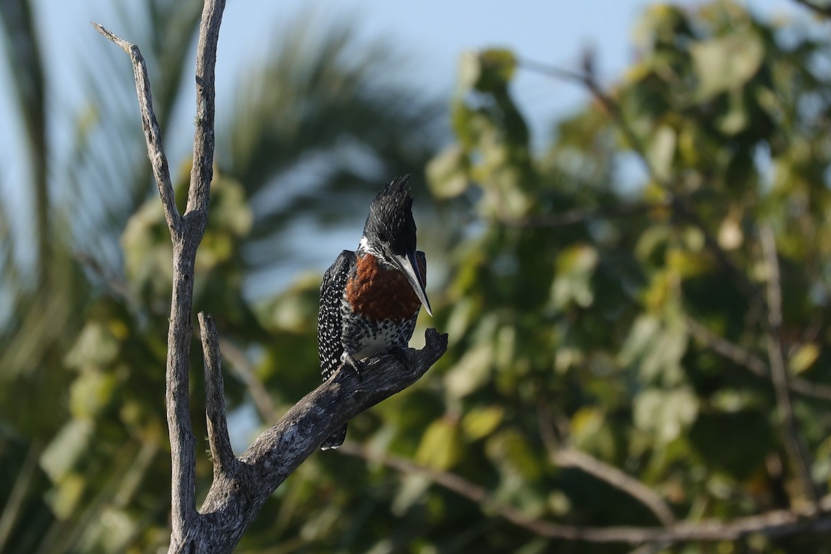 Riesenfischer - ML646896682