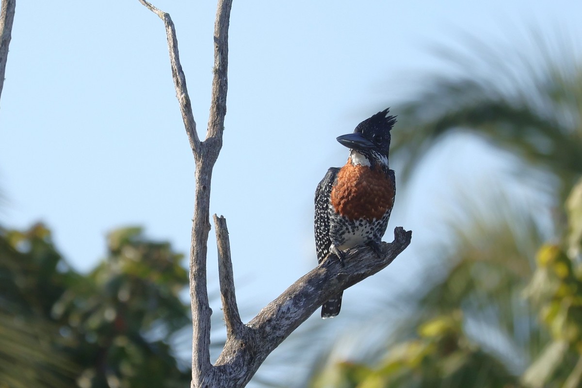 Riesenfischer - ML646896683