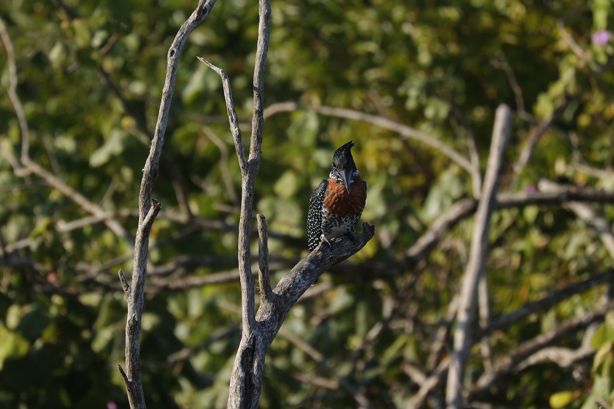 Riesenfischer - ML646896684