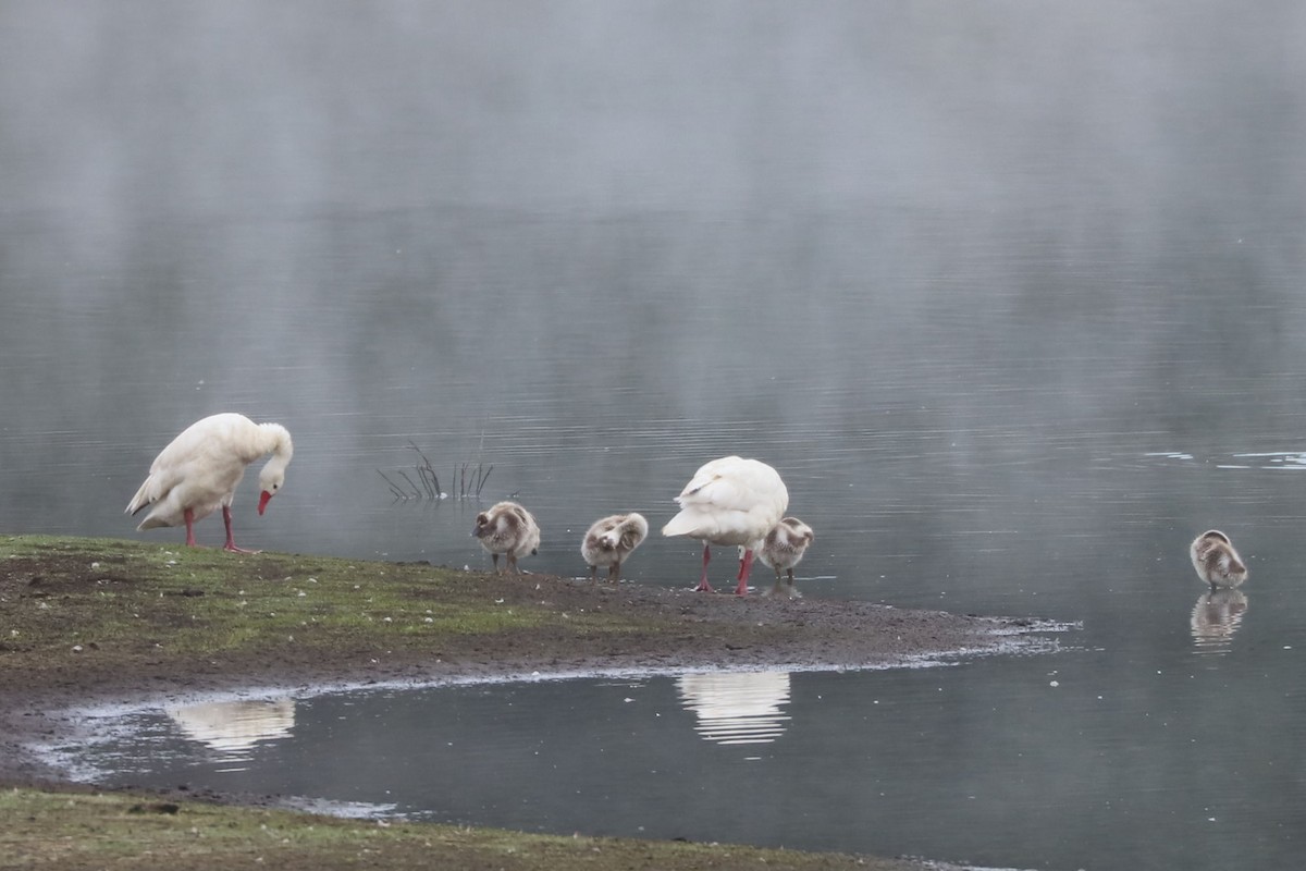 labuť koskoroba - ML646896685