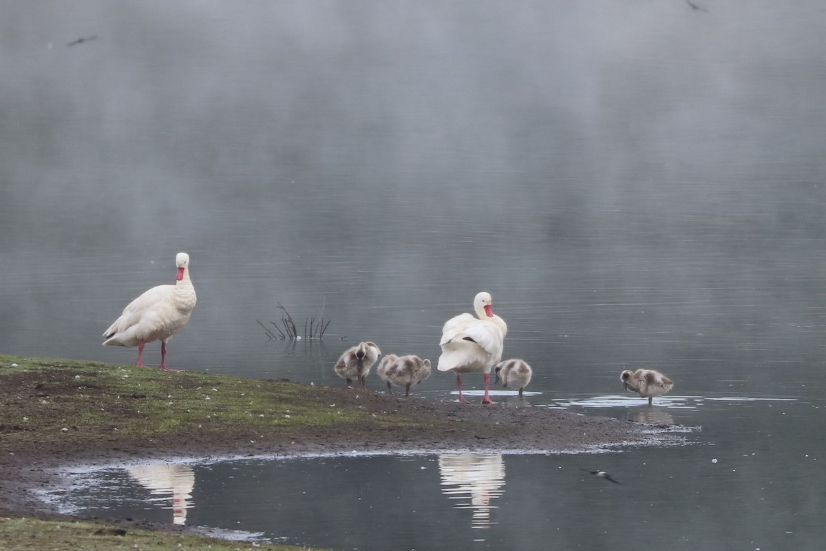 labuť koskoroba - ML646896686