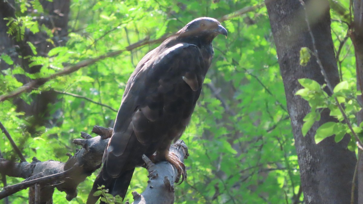 orientvepsevåk - ML646896689