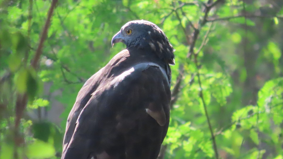 orientvepsevåk - ML646896690