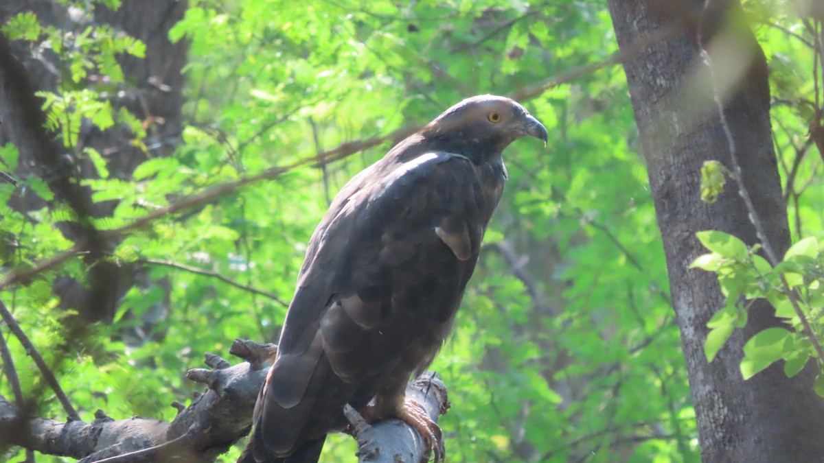 orientvepsevåk - ML646896691