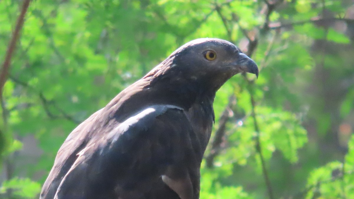 orientvepsevåk - ML646896692