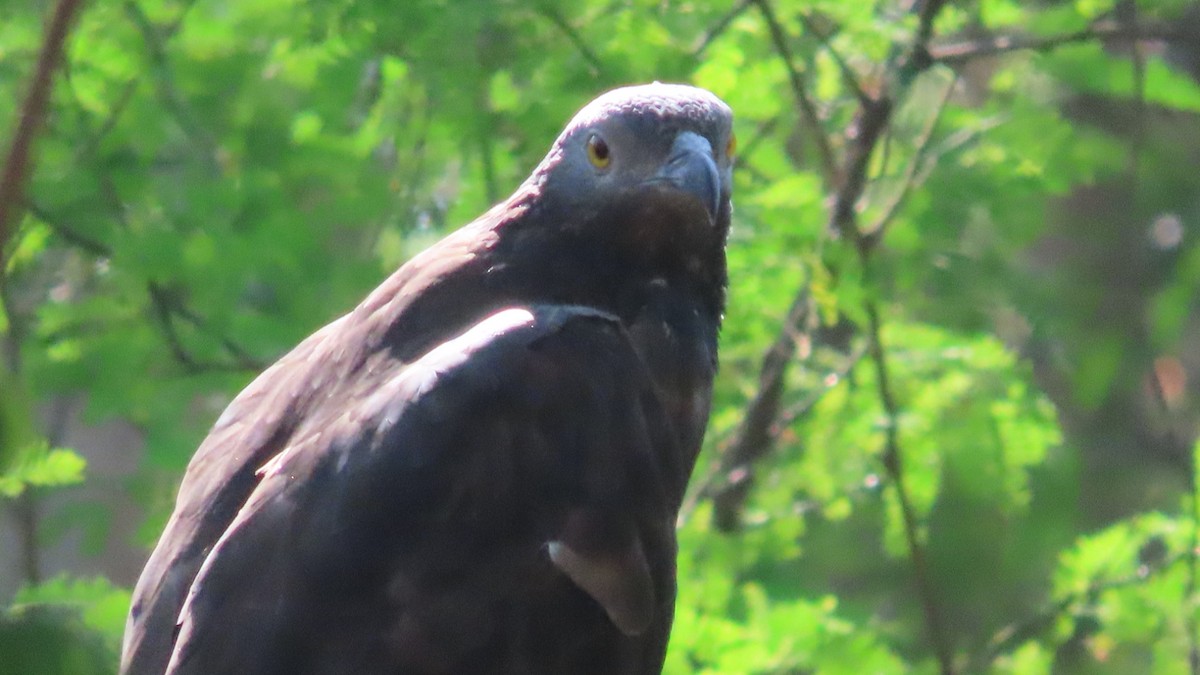 orientvepsevåk - ML646896693