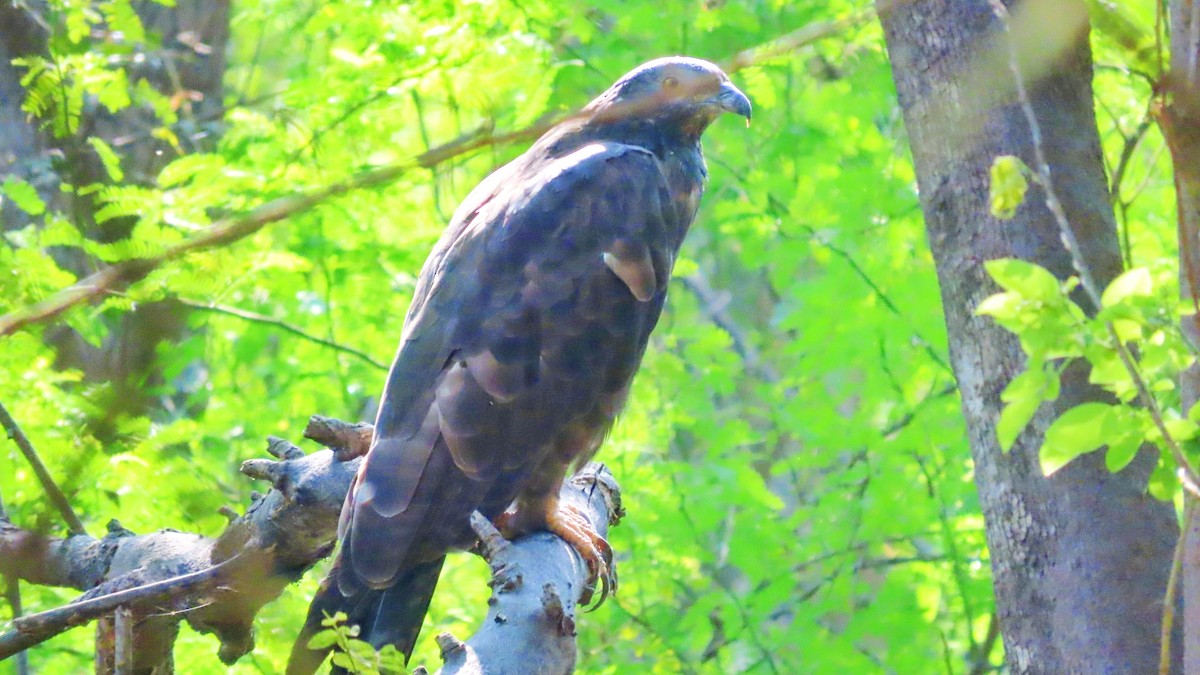 orientvepsevåk - ML646896694