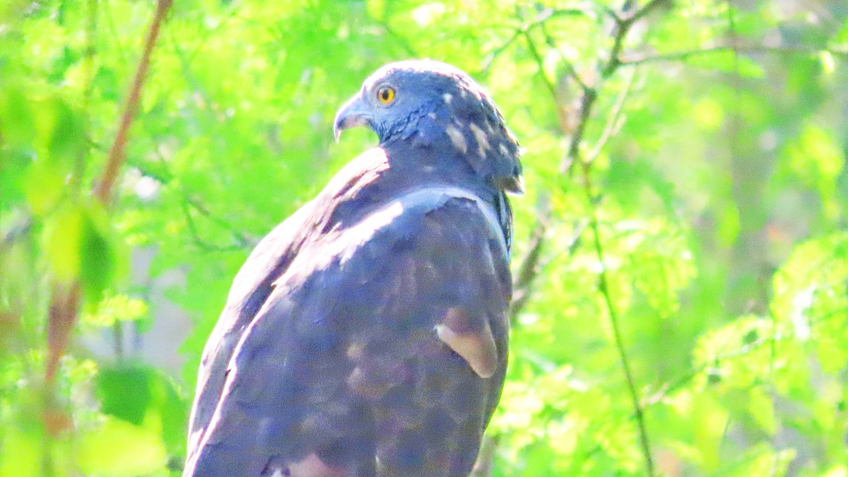 orientvepsevåk - ML646896695