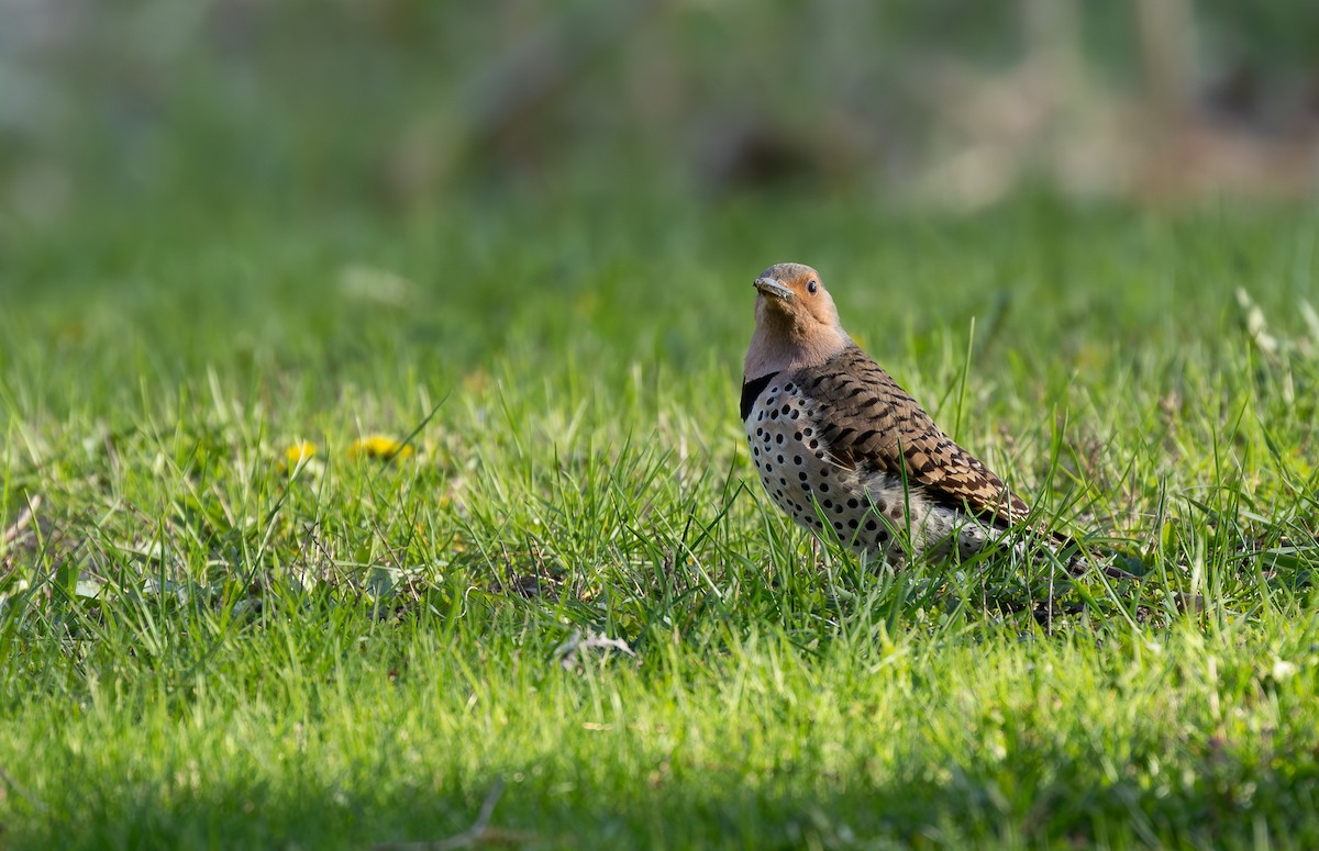 Northern Flicker - ML646896696