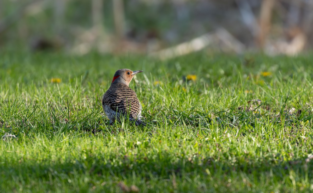 Northern Flicker - ML646896697