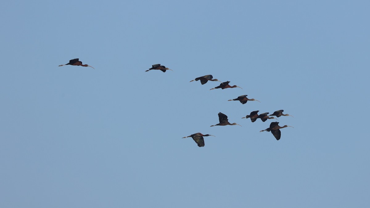 Sichler - ML646896702