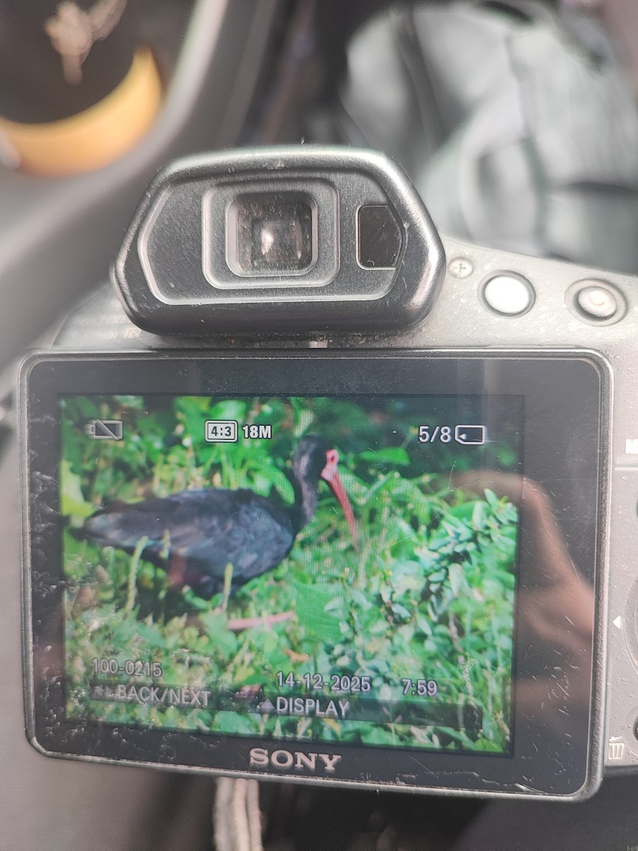 ibis dlouhoocasý - ML646896703