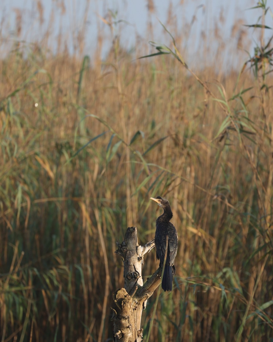 Riedscharbe - ML646896712