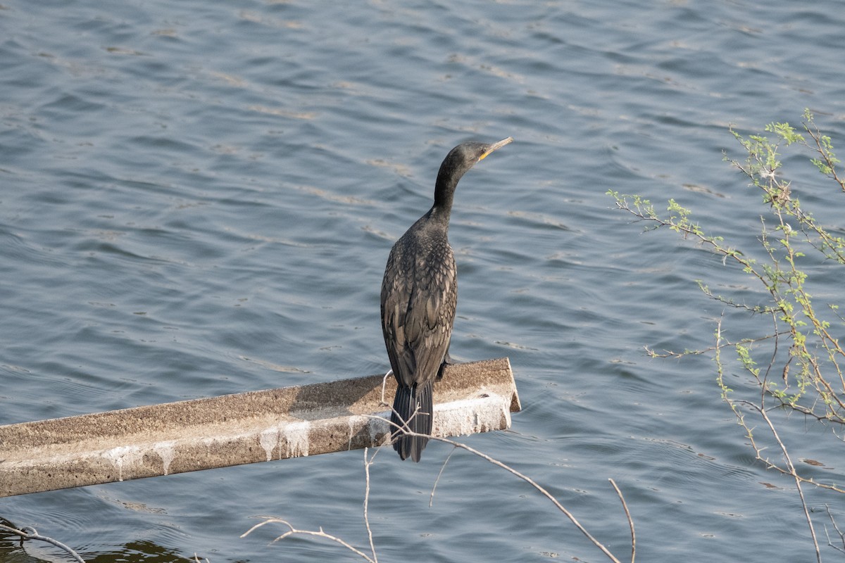 Индийский баклан - ML646896713