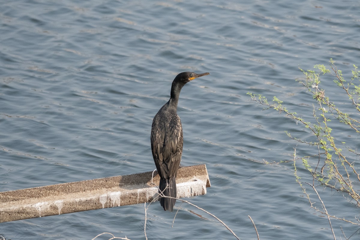 Индийский баклан - ML646896714