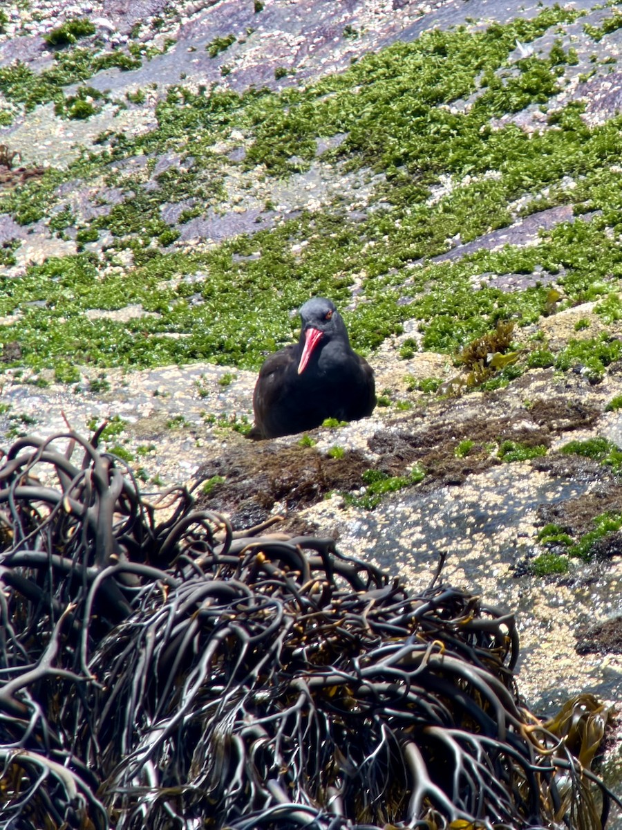 Blackish Oystercatcher - ML646896715