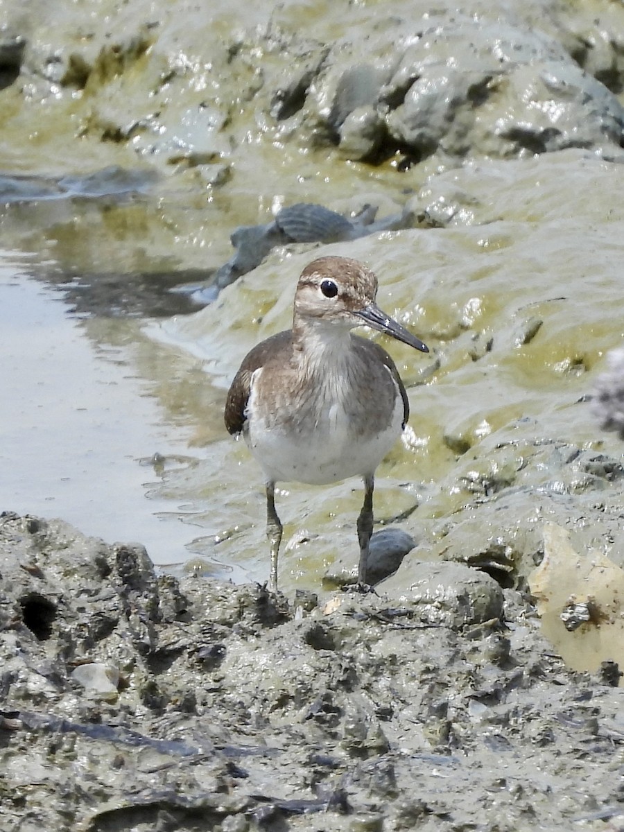 磯鷸 - ML646896720