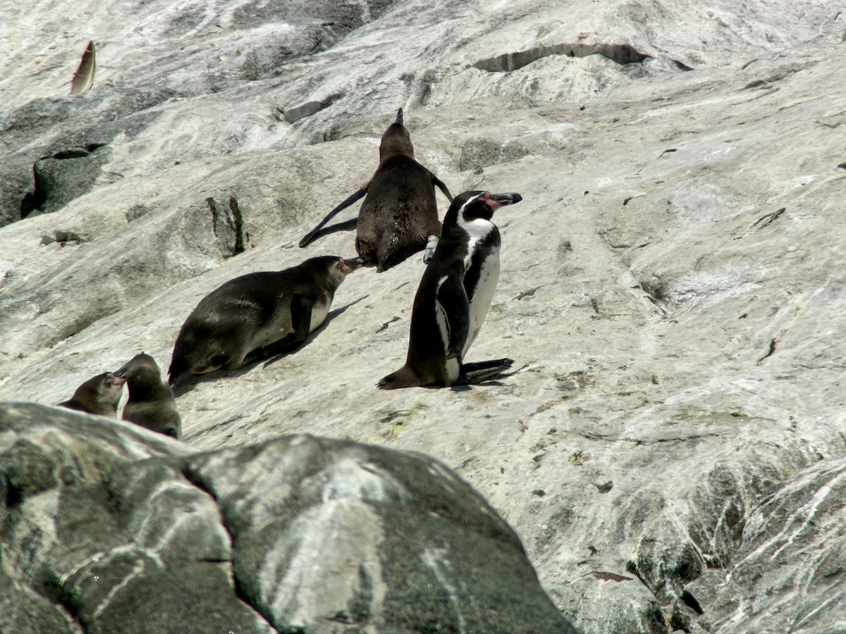 Humboldt Penguin - ML646896721