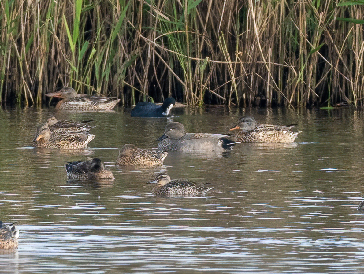 Нерозень - ML646896729