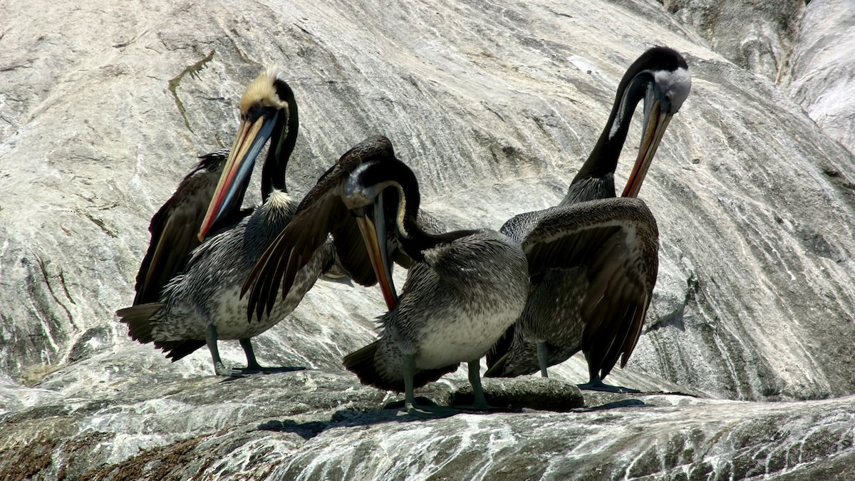 Peruvian Pelican - ML646896730