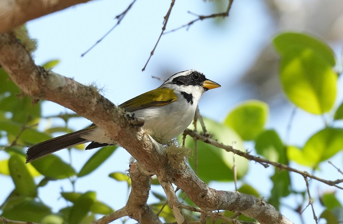 Францисканский тохи - ML646896731