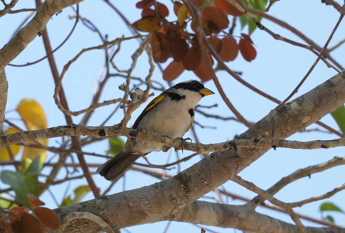 Францисканский тохи - ML646896732