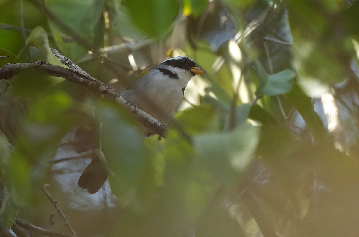 Францисканский тохи - ML646896733