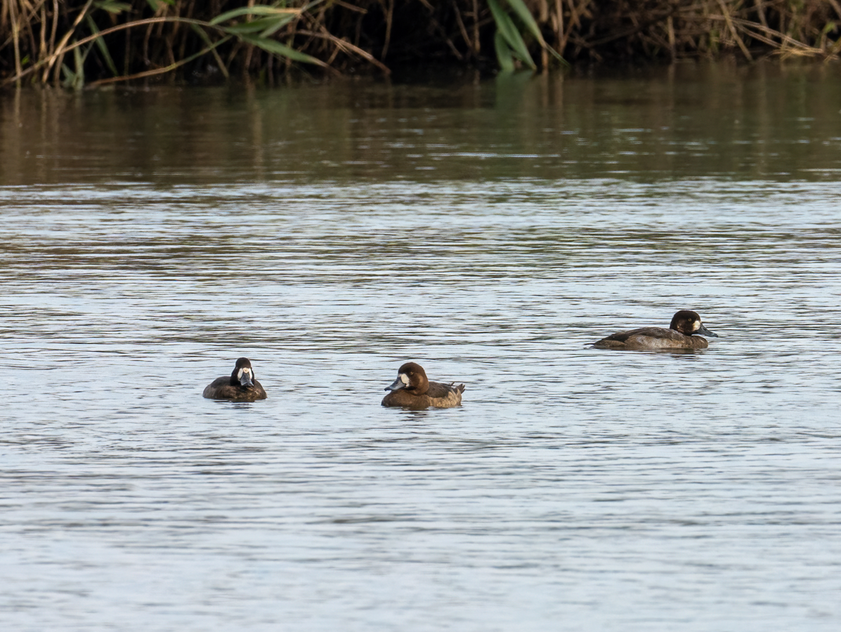 Чернь морська - ML646896734