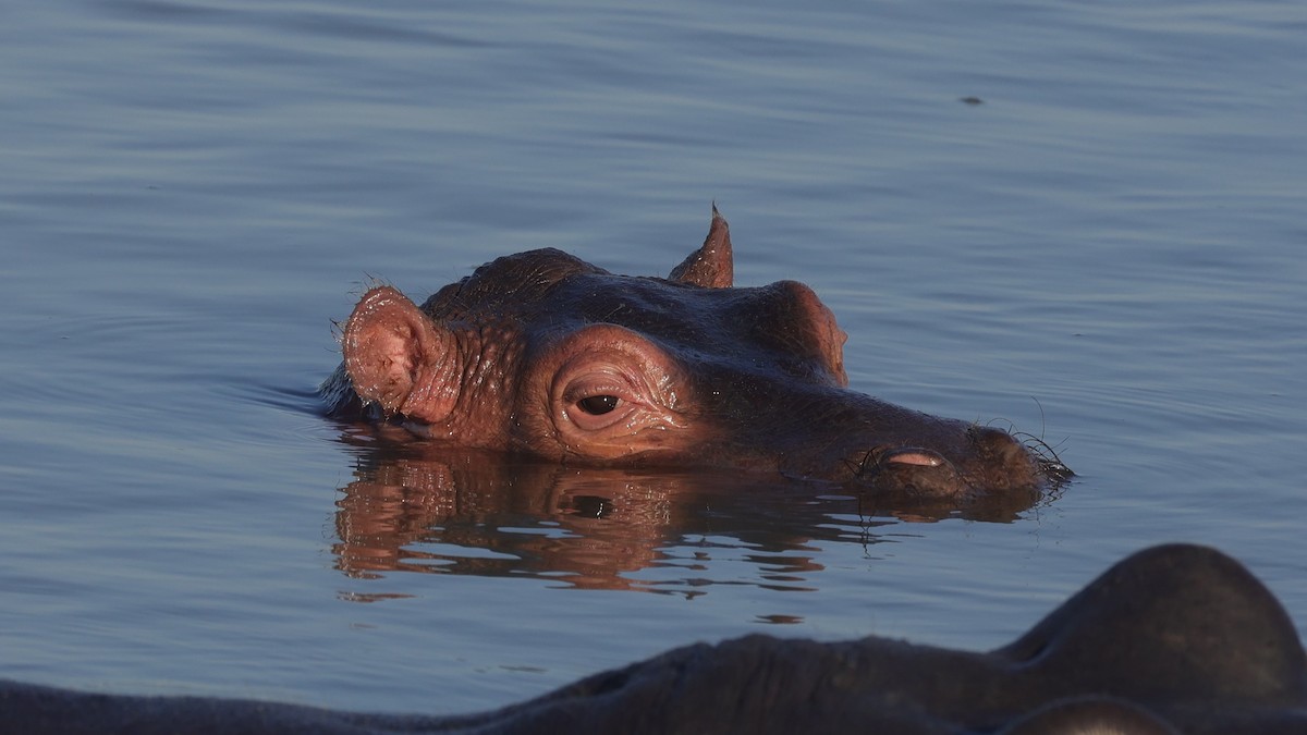 Säugetiere - ML646896735