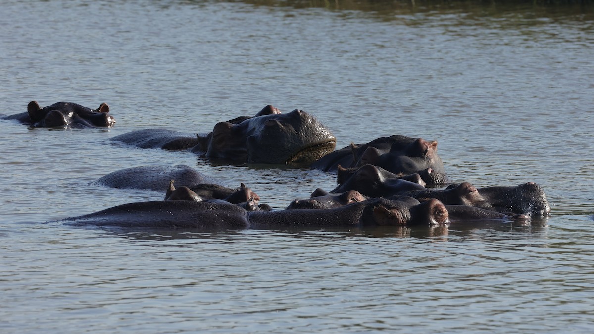 Flusspferde - ML646896737