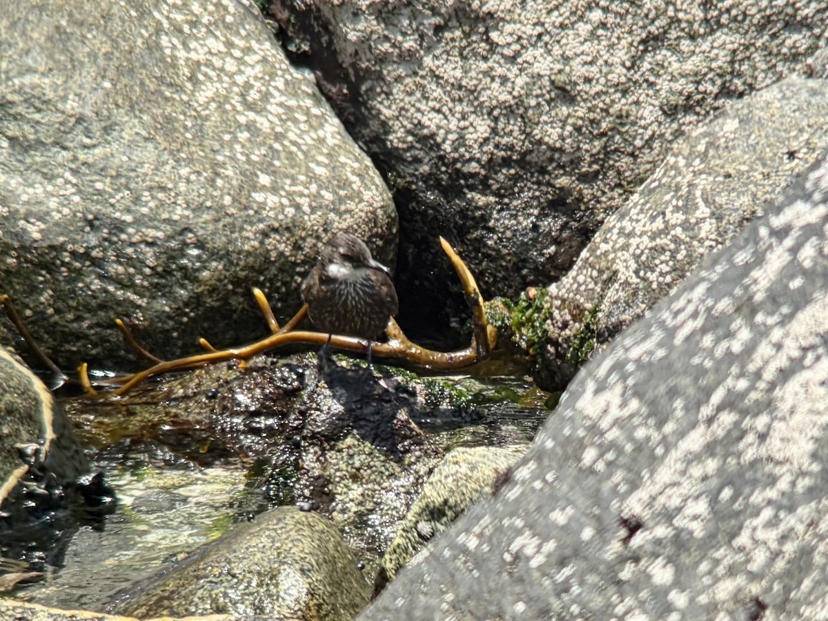 Seaside Cinclodes - ML646896741