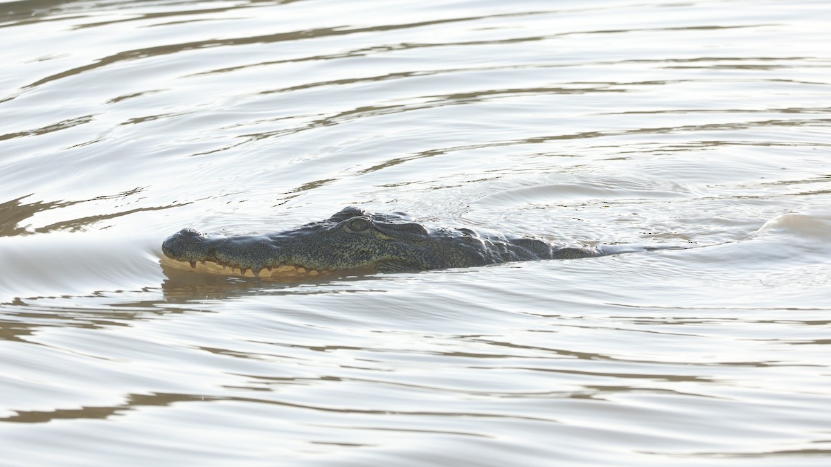 Südafrikanisches Krokodil - ML646896747