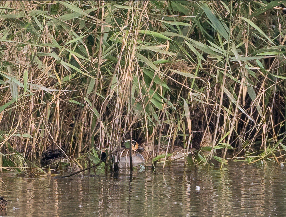 Чирянка-квоктун - ML646896748