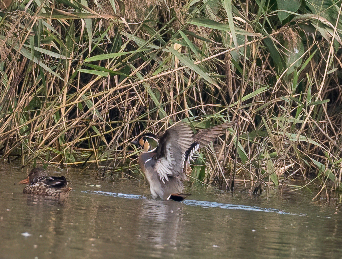 Чирянка-квоктун - ML646896749