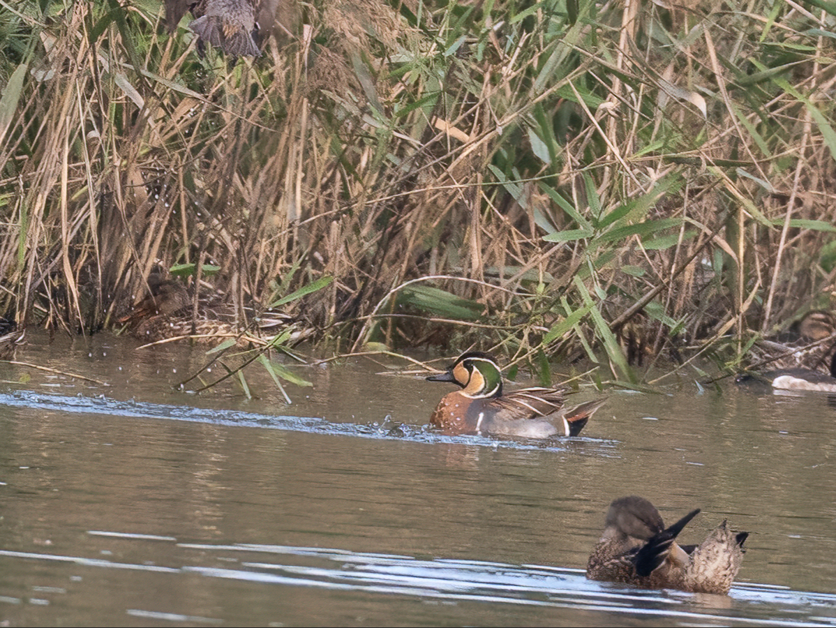 Чирянка-квоктун - ML646896751