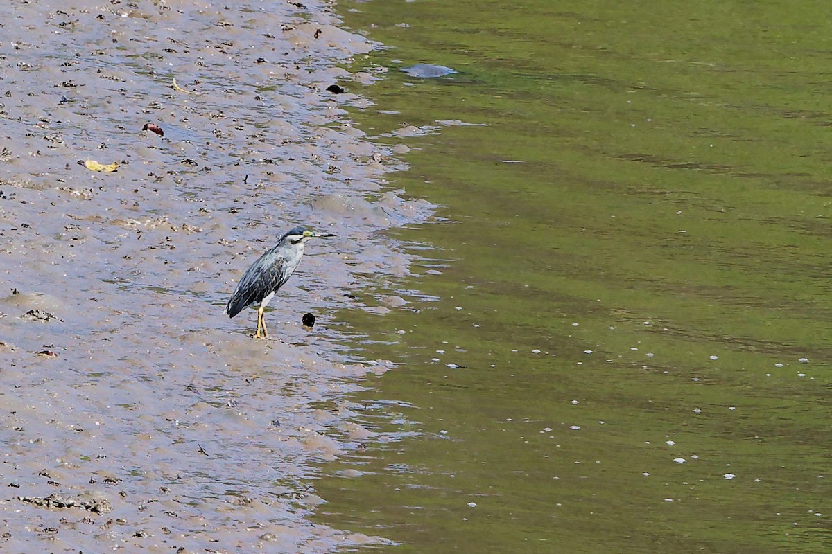 Чапля мангрова мала - ML646896753