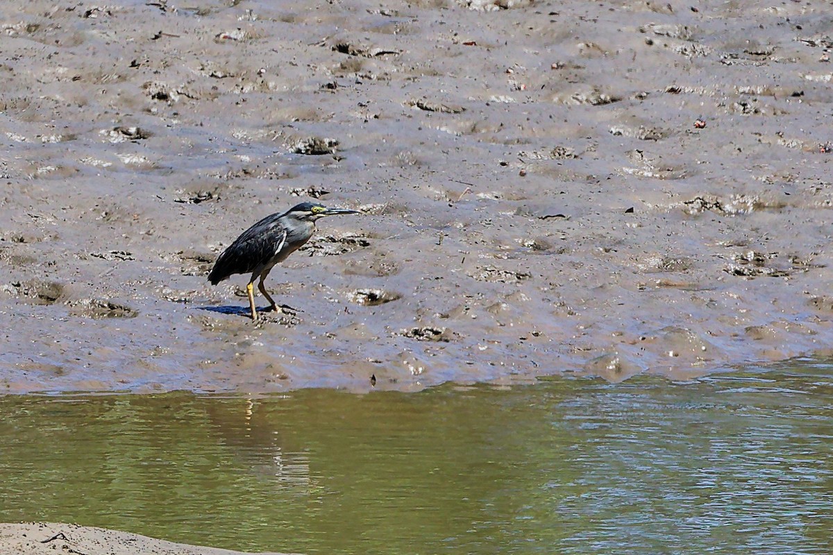 Чапля мангрова мала - ML646896754