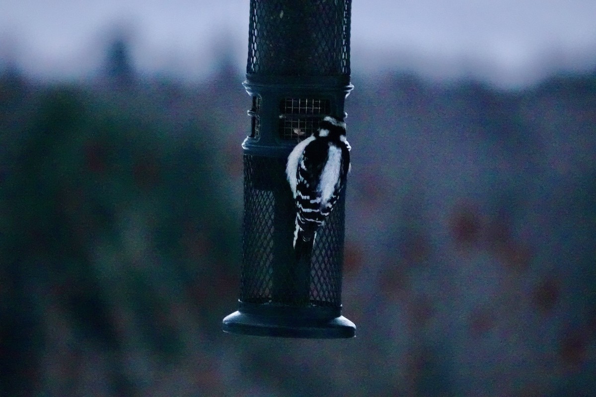 Pico Pubescente - ML646896760