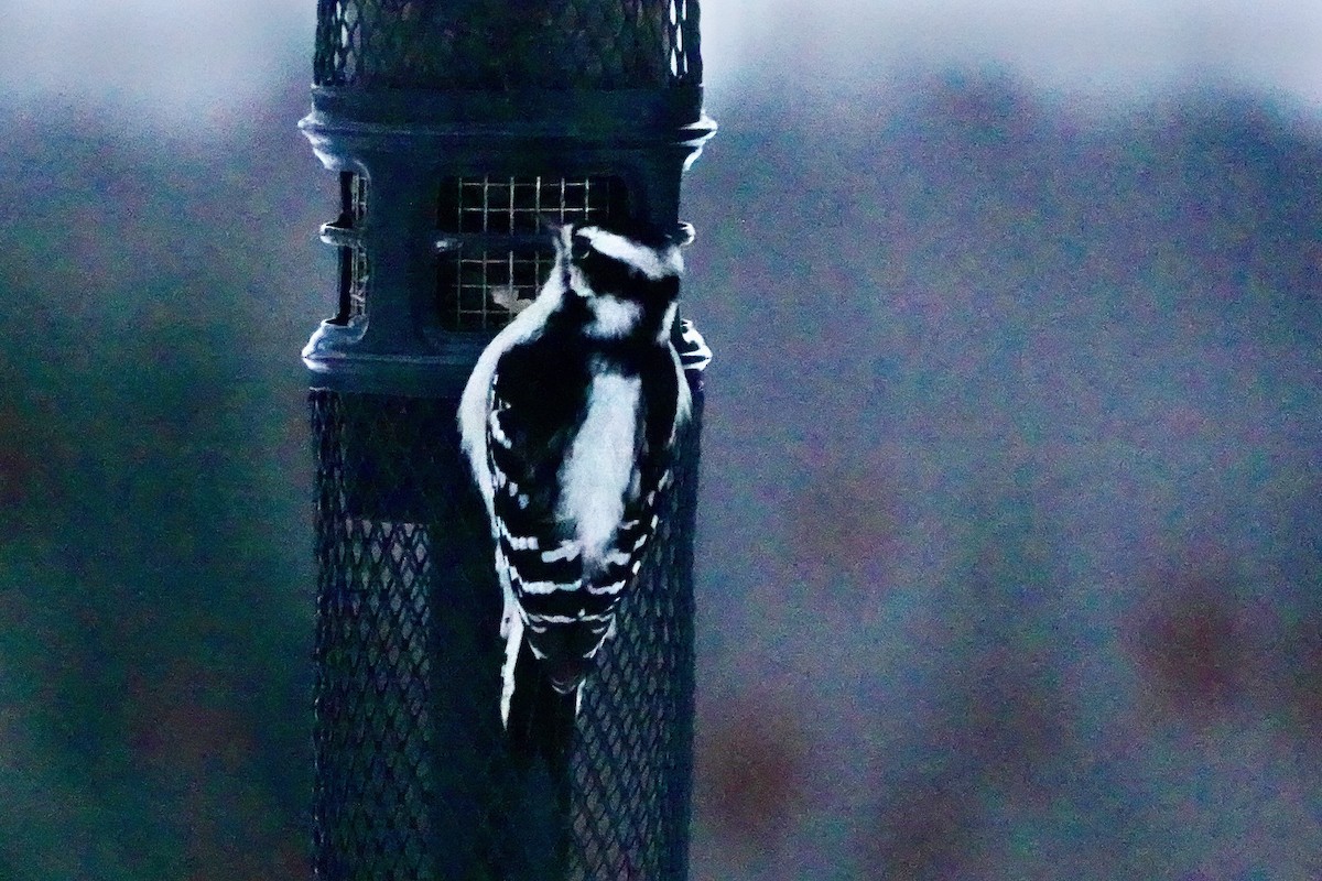 Pico Pubescente - ML646896761