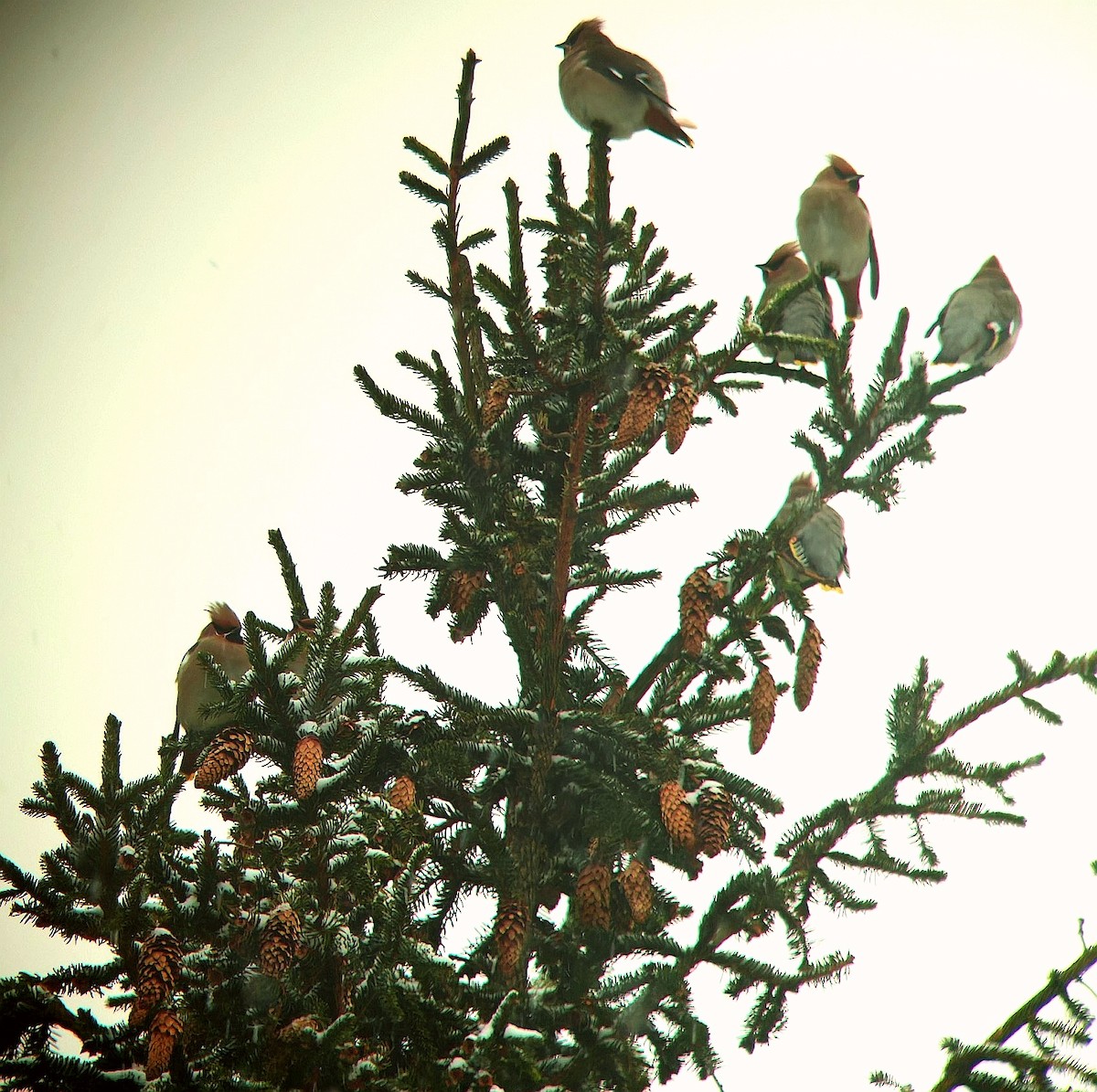 Ampelis Europeo - ML646896762