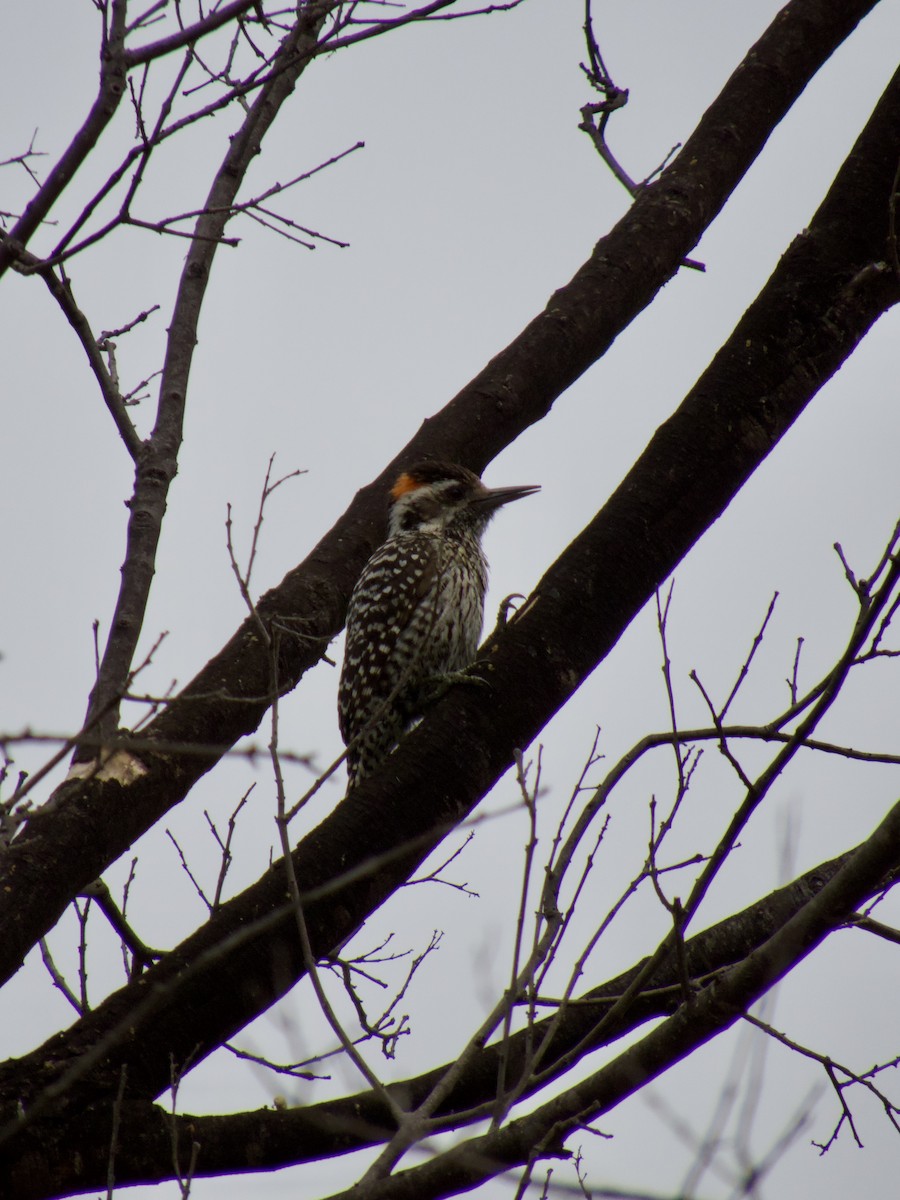Striped Woodpecker - ML646896763