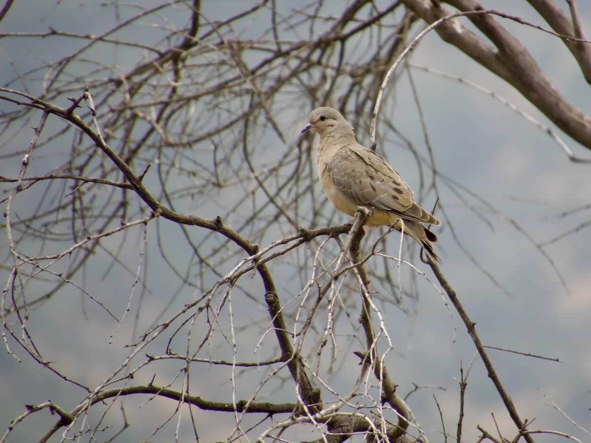 Eared Dove - ML646896766