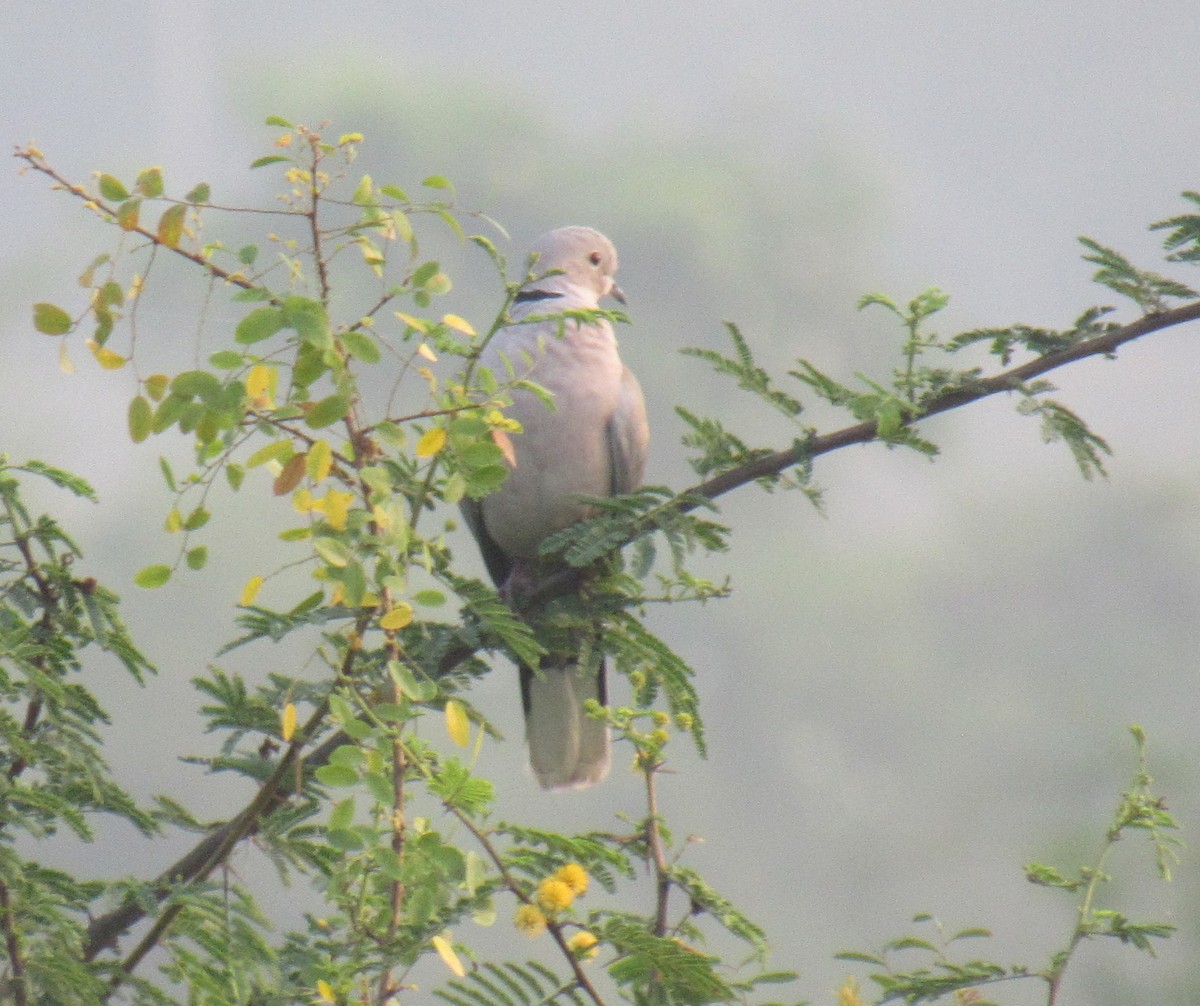 tyrkerdue - ML646896770