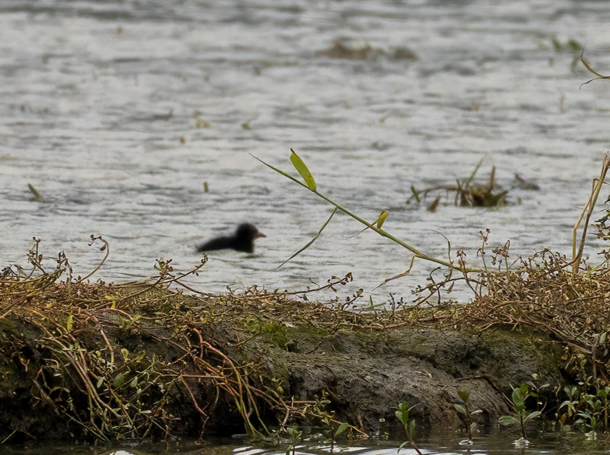 Курочка водяна - ML646896778